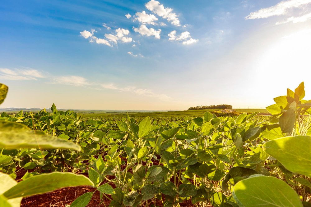 soybean-field-sunny-day-agricultural-scene